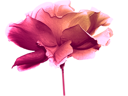 Les heures sont des fleurs ...